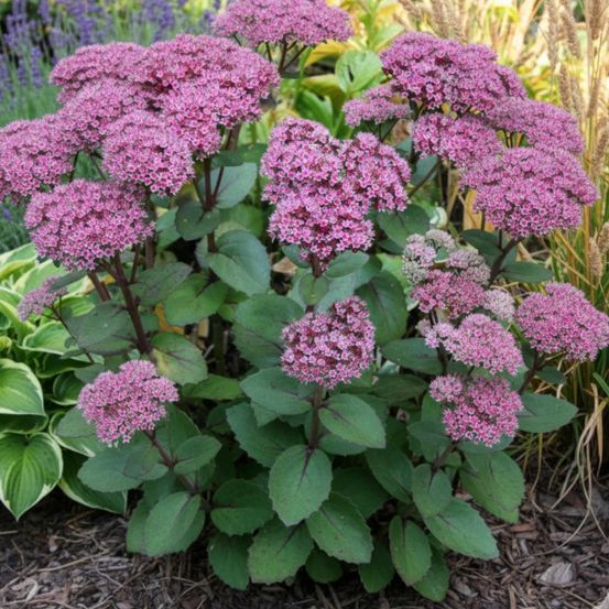 Orpin joyce henderson, sedum godet - 5/20 cm