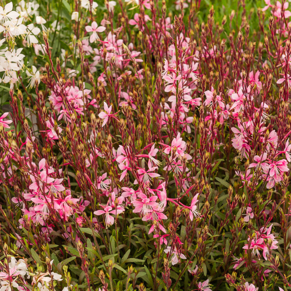 Gaura cherry brandy - le pot / ø 9cm