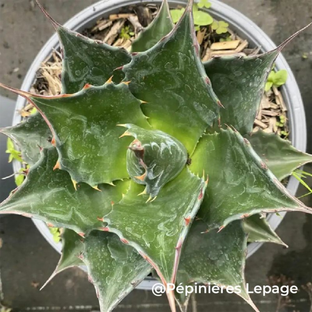 3 agaves des montagnes (agave montana)