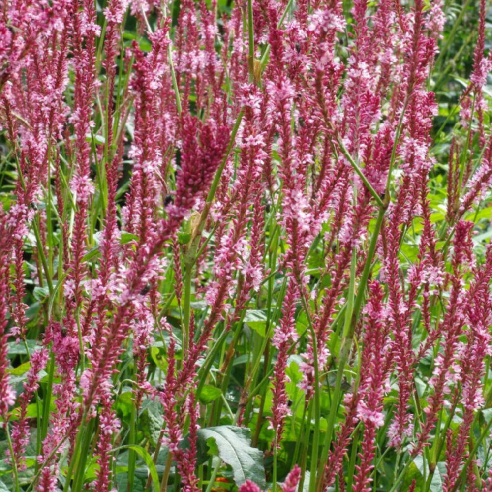 Persicaire fascination godet - 5/20 cm