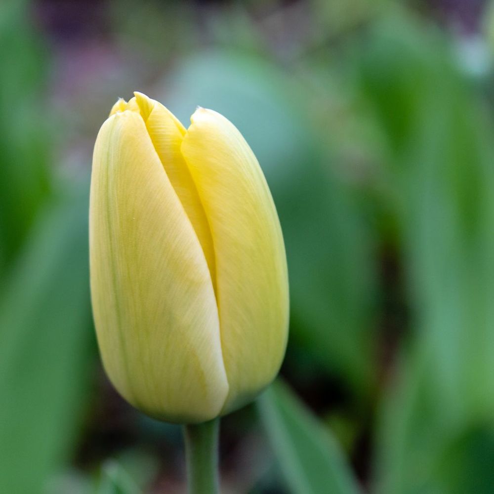 Tulipe fosteriana 'yellow purissima' bulbe calibre 12+ (par 10)