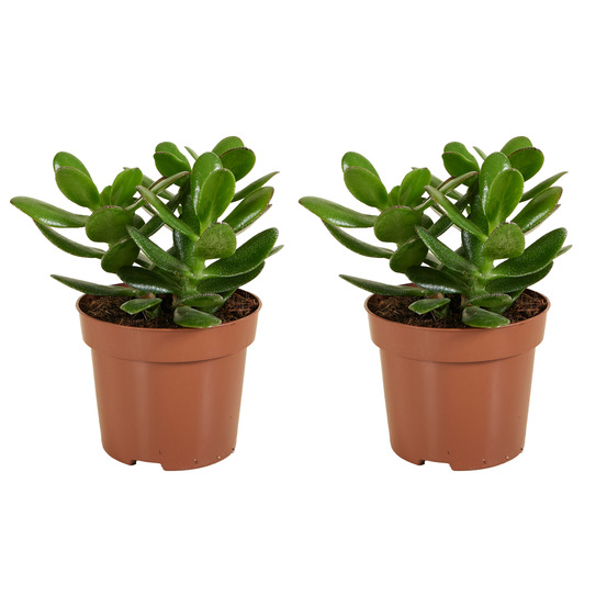 Lot de 2 crassula ovata magical tree - plante de jade - 15-20 cm - pot 12 cm