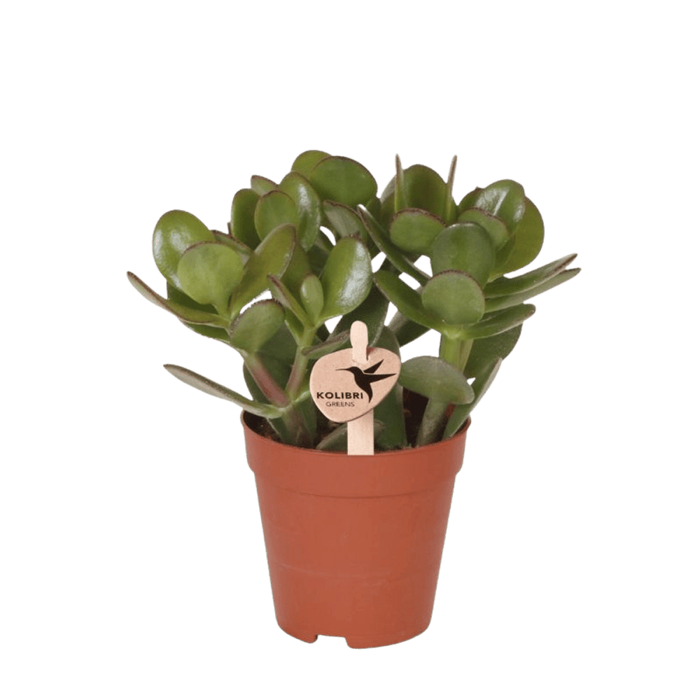 Crassula ovata h20cm - plante grasse d'intérieur