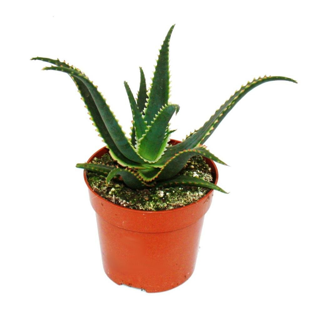 Aloe aculeata "jurassic dragon" - alos dent - pot 10,5cm - plante  d'intrieur succulente | Truffaut