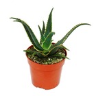 Aloe aculeata "jurassic dragon" - aloès denté - pot 10,5cm - plante d'intérieur succulente