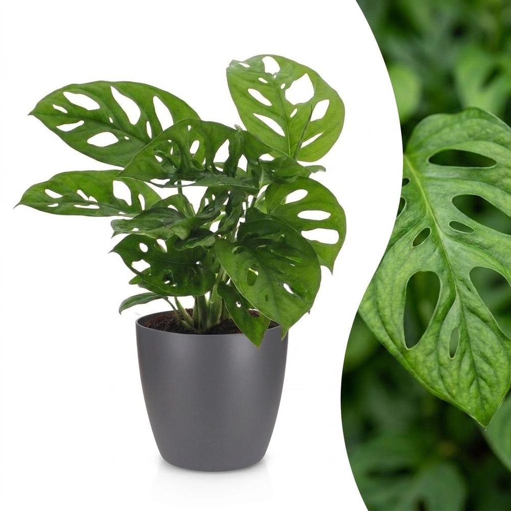 Monstera adansonii - monstera monkey mask - avec cache-pot gris - pot ø12 cm, h 25 cm