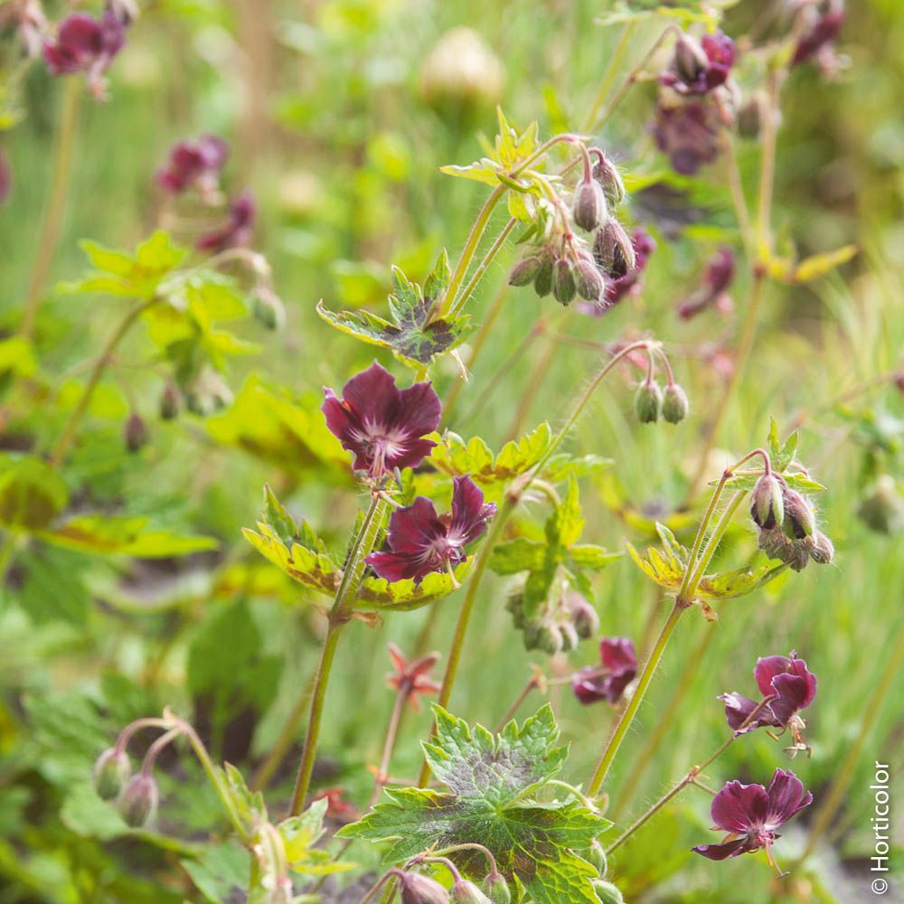 Géranium vivace phaeum samobor | Truffaut