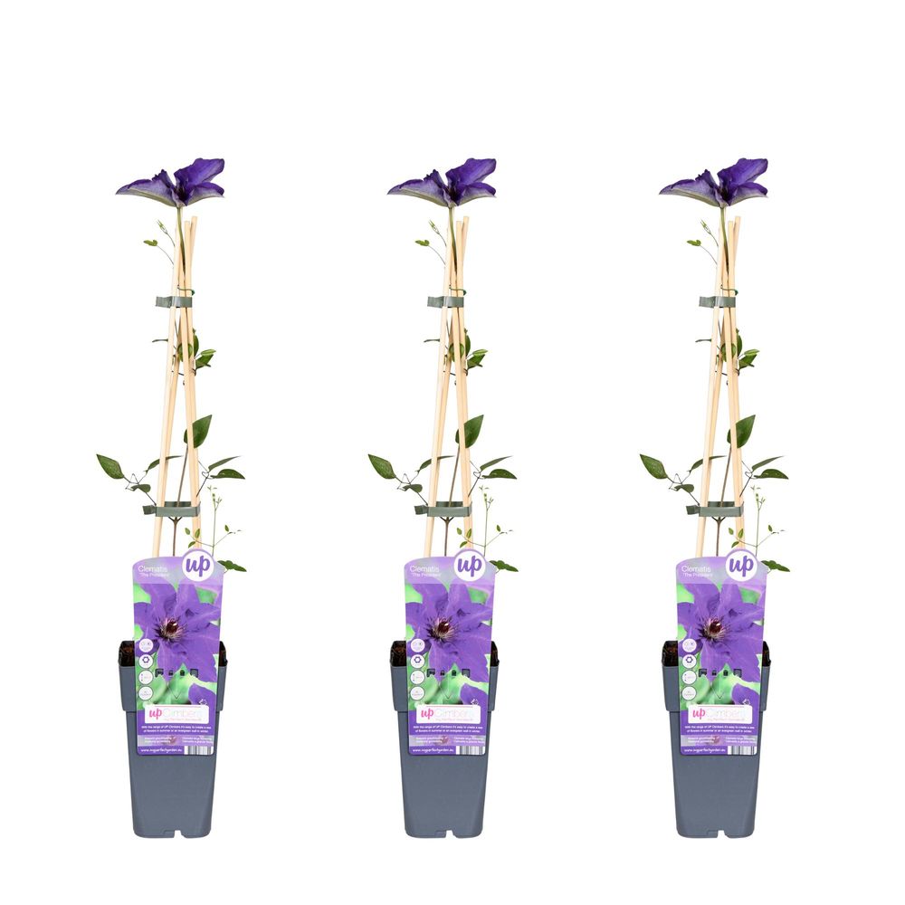 Lot de 3 - clematis the president - h65 cm - ø15 cm - plante d'extérieur