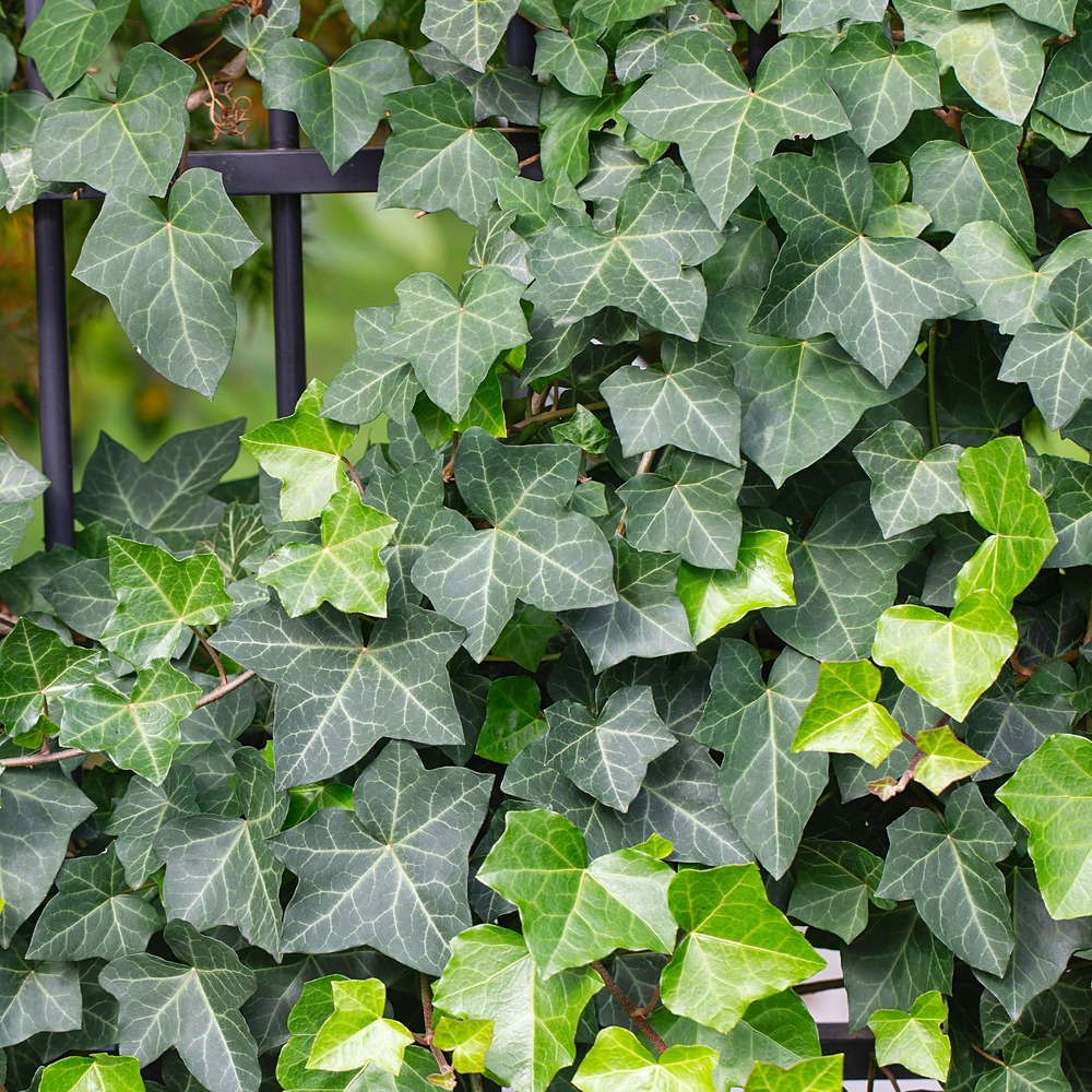 Lierre grimpant - lierre commun - le pot / 2l / hauteur livrée 40-50cm