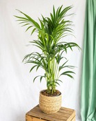 Plante d'intérieur - kentia howea xl 100.0cm