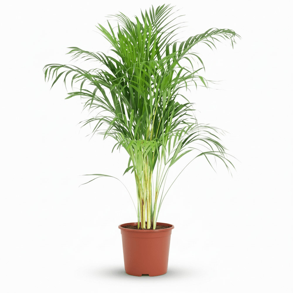 Dypsis lutescens areca - pot de 21cm - hauteur 90 - 100cm