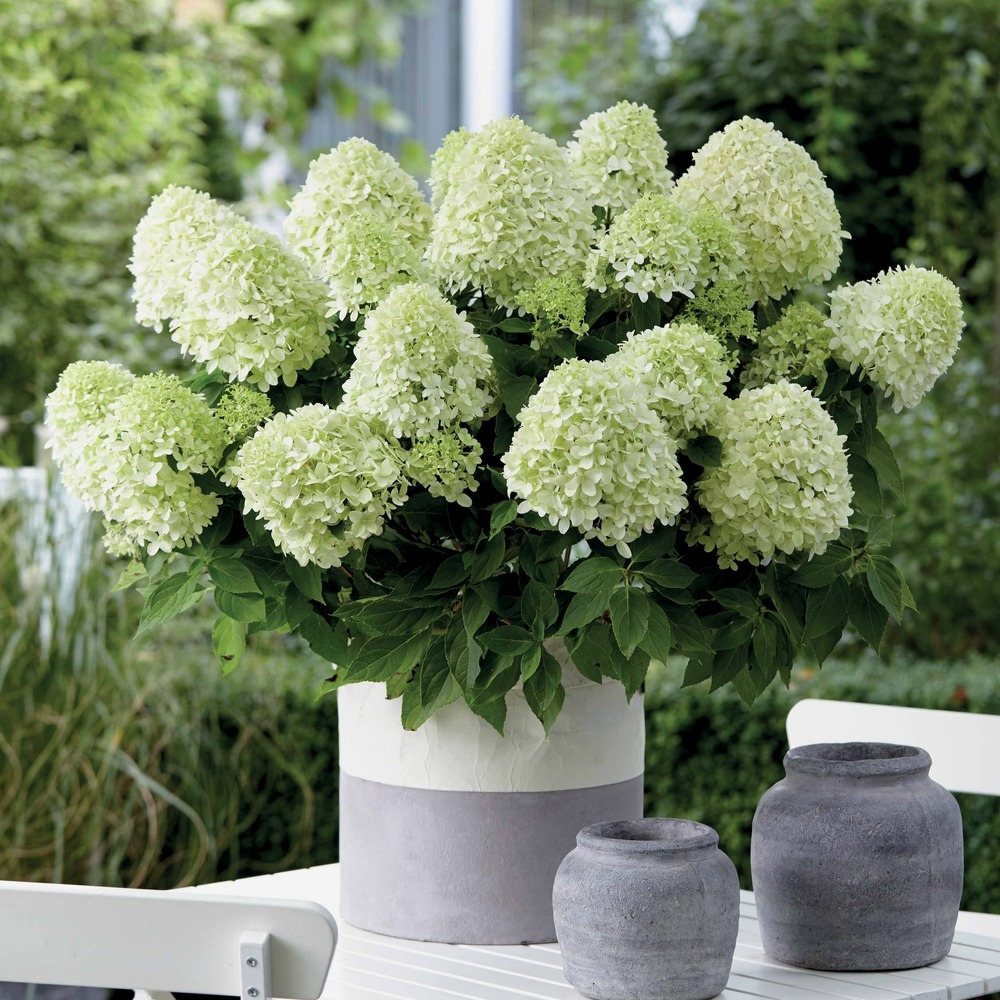 Hortensia paniculé little spooky - le pot / ø 12cm / hauteur livrée 20-25cm, vendu par lot de 2