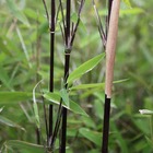 Fargesia nitida "blackpearle" (bambou non traçant) taille pot 30 litres - 125/150cm - 7/12 cannes