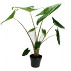 Alocasia zebrina - tiger arrow leaf - pot 14cm - hauteur 35-45cm