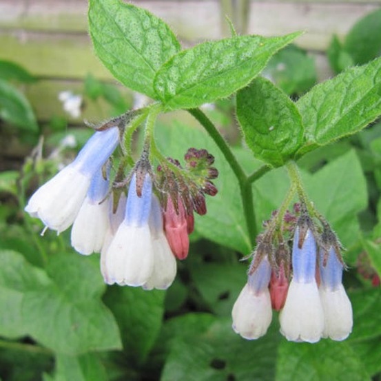 Consoude 'hidcote blue' godet de 8/9 cm