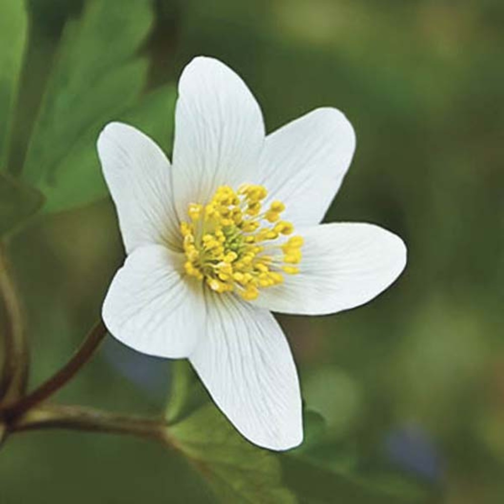 Anémone des bois, anémone sylvie godet de 8/9 cm