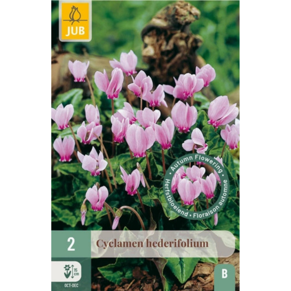 Bulbe de cyclamen hederifolium par 2 blanc