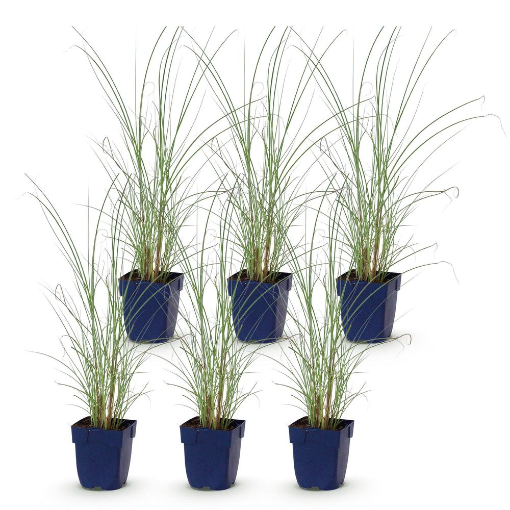 Roseau de chine 'morning light' - lot de 6 - pot 11 cm - hauteur 25 cm - plante d'extérieur