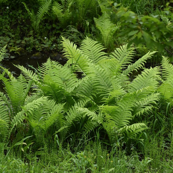 2 fougères plume d'autruche - les 2 pots / ø 9cm, vendu par lot de 2
