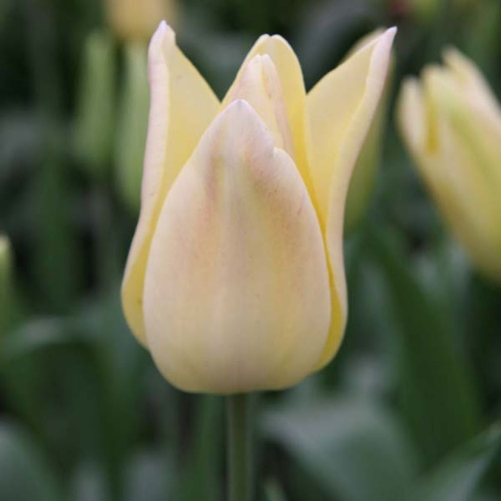 Tulipe fleur de lis 'elegant lady' bulbe calibre 11+ (par 10)