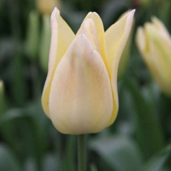 Tulipe fleur de lis 'elegant lady' bulbe calibre 11+ (par 10)