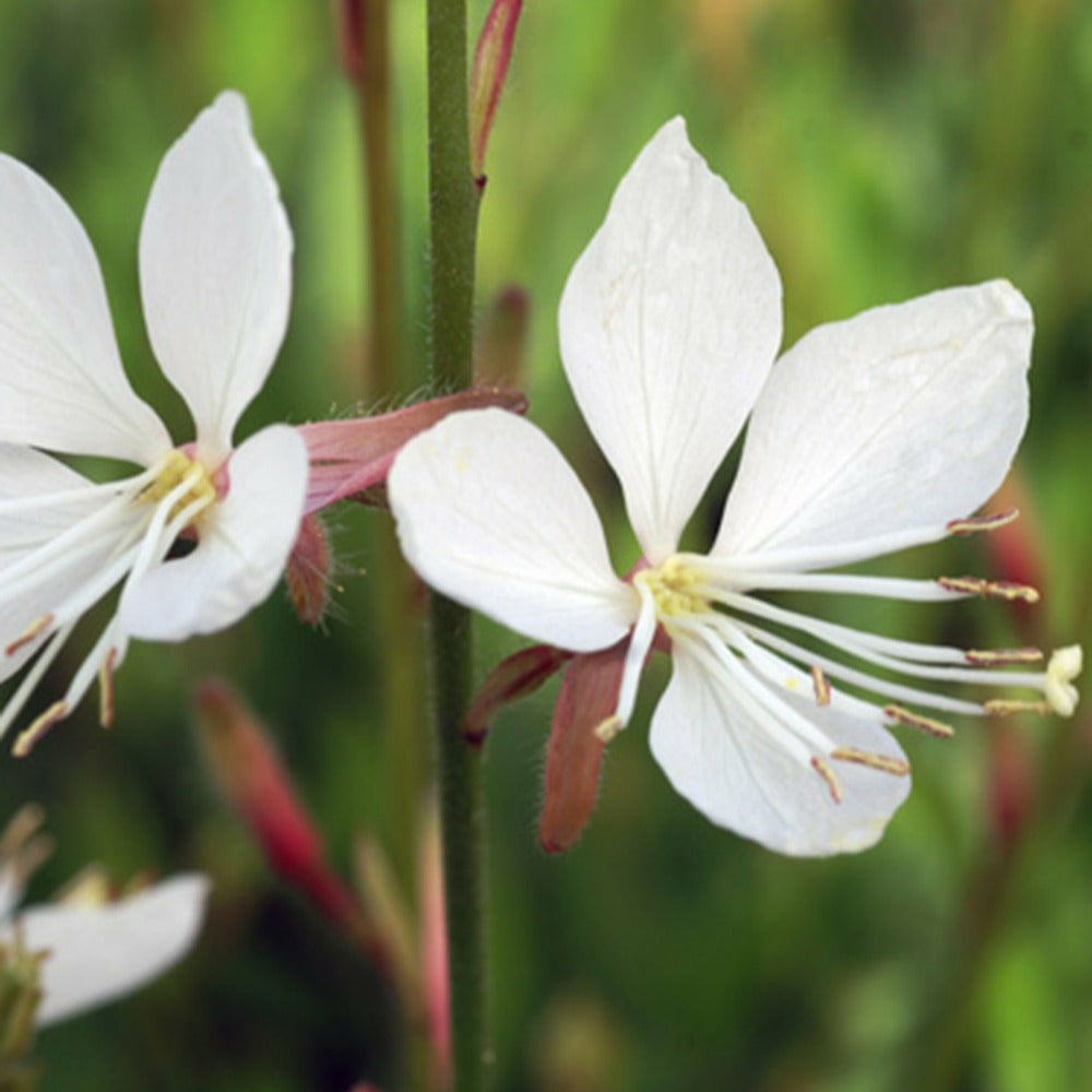 Gaura snowstorm - le pot / ø 9cm