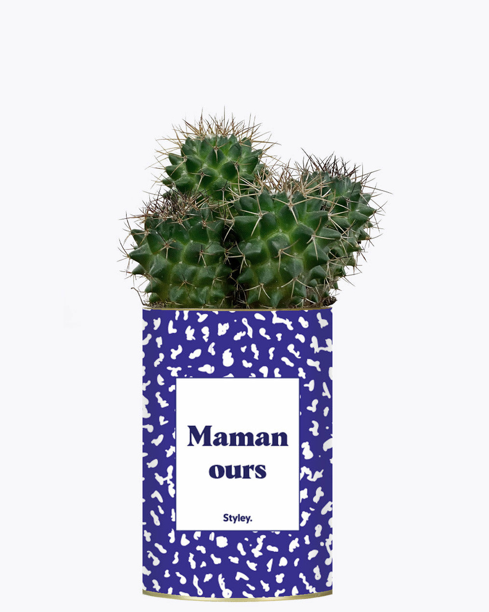 Plante à message - maman ours - cactus