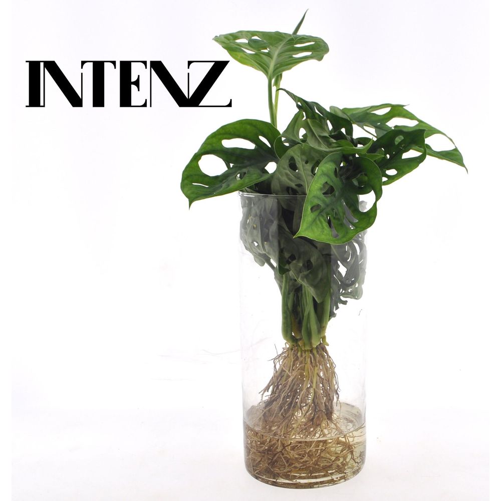 Monstera in cylinder glas - ø12cm - ↕25cm - plantes d'intérieur