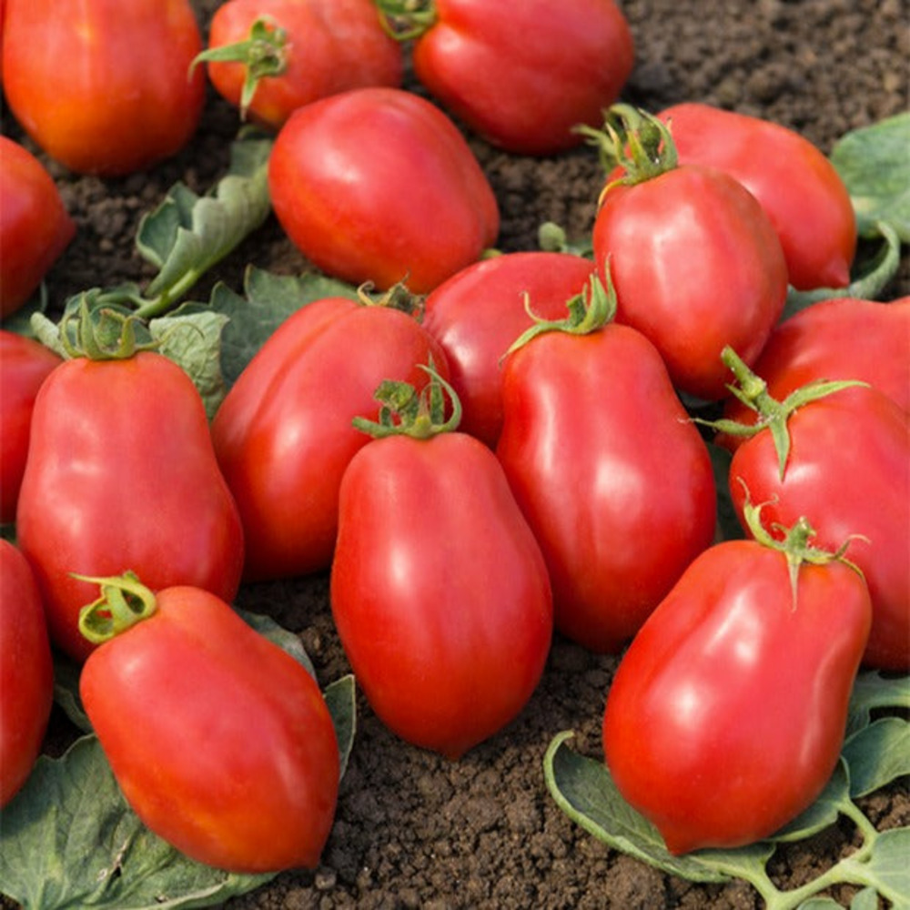 Tomate roma vf, le sachet / 2g / ±600 graines