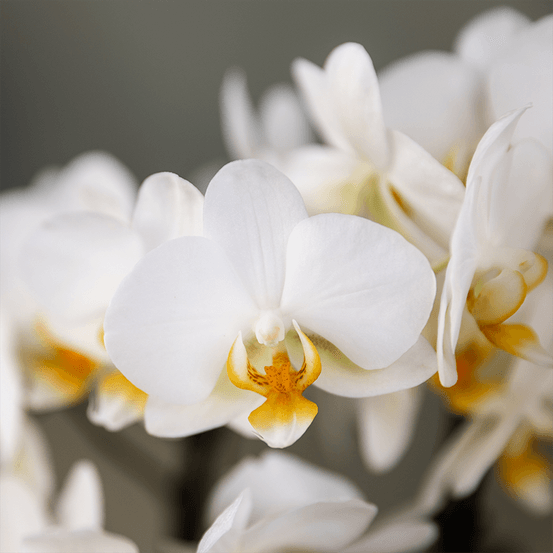 Orchidées - h1 cm