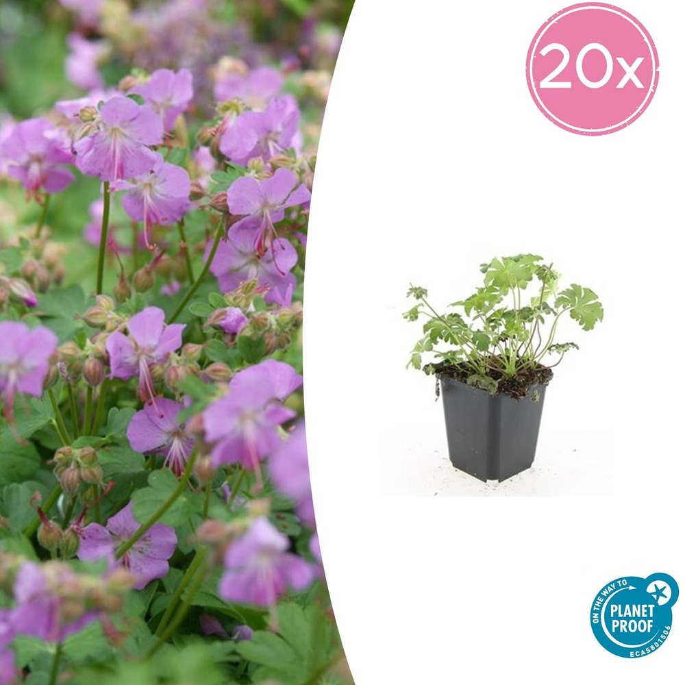 Géranium vivace 'cambridge' x20 – entre 1,25 et 1,67m2
