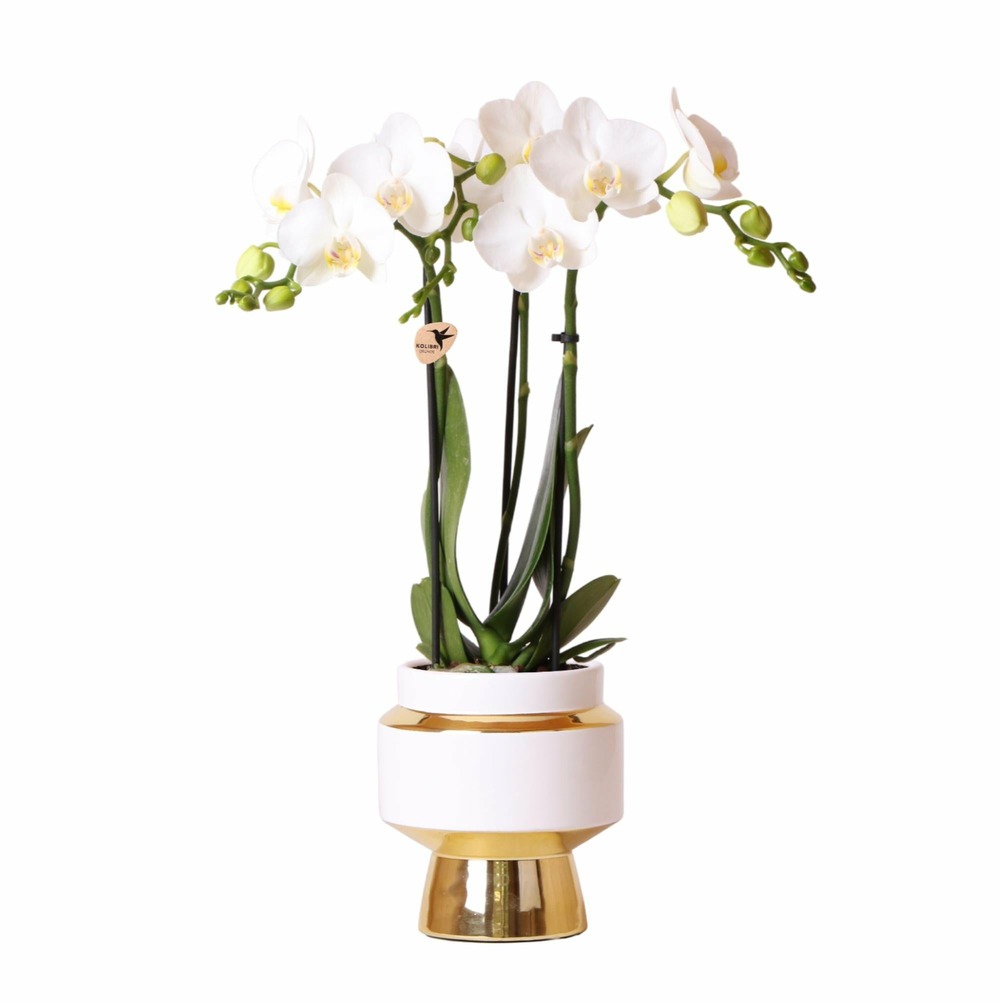 Orchidée amabilis blanche et son pot chic doré - hauteur 35cm