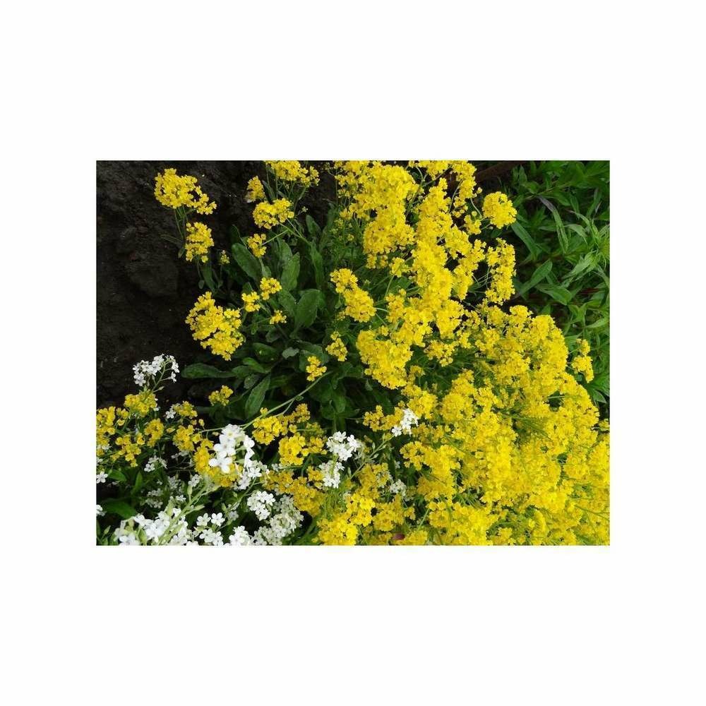 Alysse vivace corbeille d'or