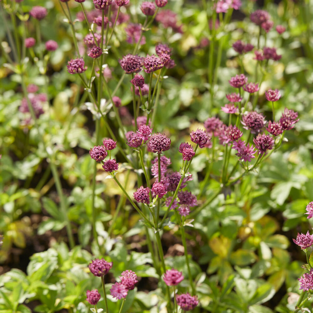Grande astrance venice - le pot / ø 9cm