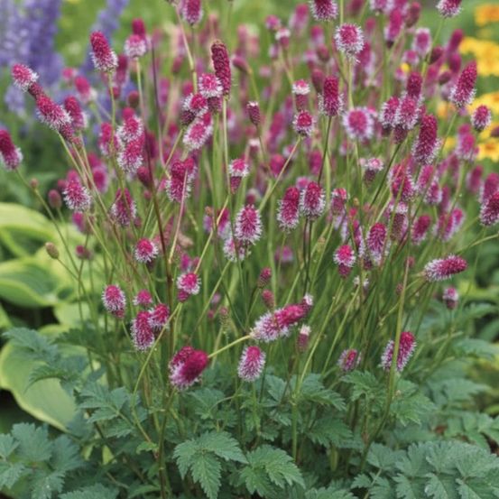 Sanguisorba - pimprenelle pink tanna lot de 3 godets