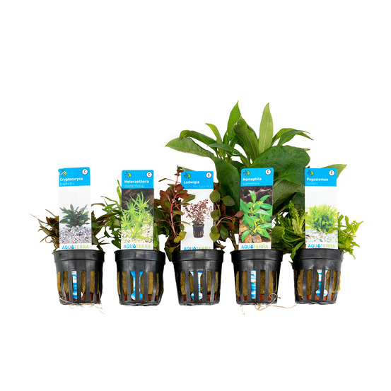 Set de 5 - plantes d'aquarium véritables - plantes aquatiques - purifiantes - hauteur 15-20 cm
