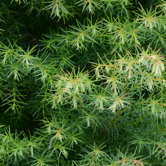 Genévrier commun green carpet - juniperus communis green carpet 20/30cm pot 2,5l