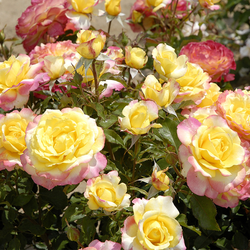 Soleil écarlate® evecolepi - conteneur 5 l