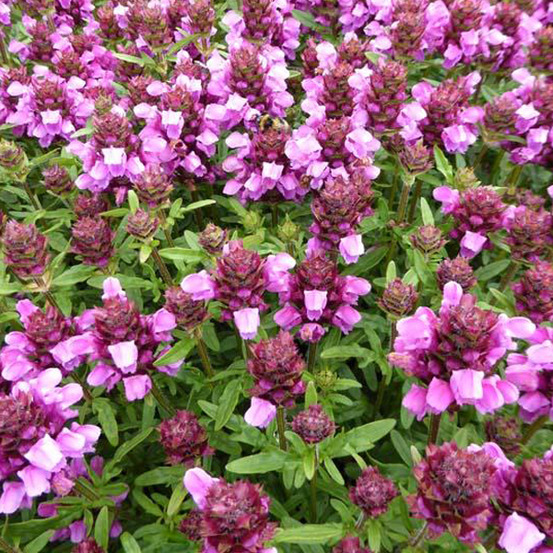 6 x brunelle webbiana, prunelle 'rosea' - prunella webbiana 'rosea' - godet 9cm x 9cm