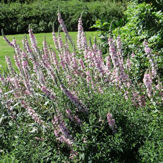 Salicaire blush, lythrum godet - 5/20 cm