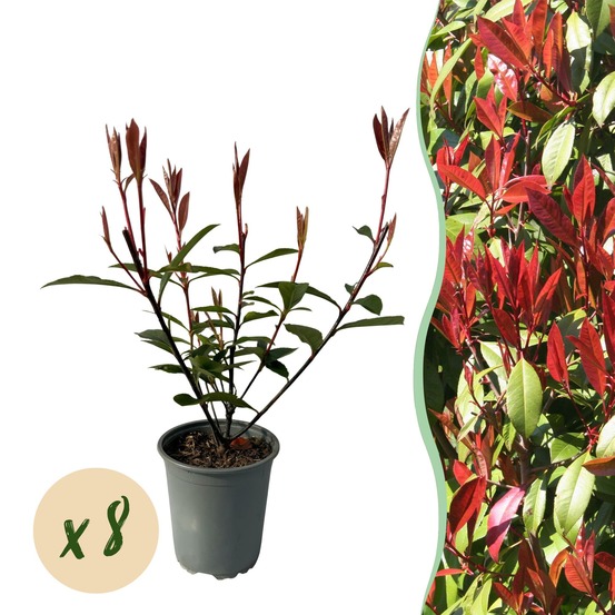 Photinia fraseri carre rouge – lot de 8 – hauteur 30-35 cm