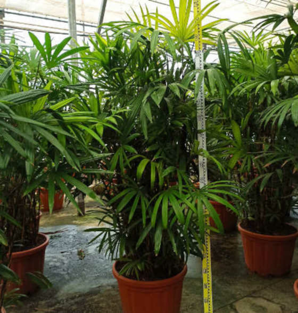 Rhapis excelsa (palmier bambou) pot de 7 litres ? 100/120 cm