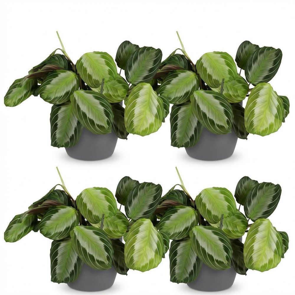 Maranta fascinator silverband - pet-friendly - pot de 12cm - hauteur 25-35cm
