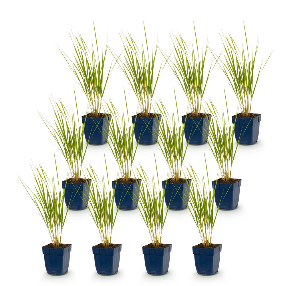 Calamagrostide 'karl foerster' - lot de 12 - pot 11 cm - hauteur 25 cm - plante d'extérieur