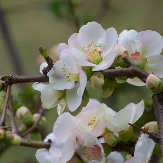 Cognassier du japon nivalis, chaenomeles pot de 7,5l - 60/80 cm