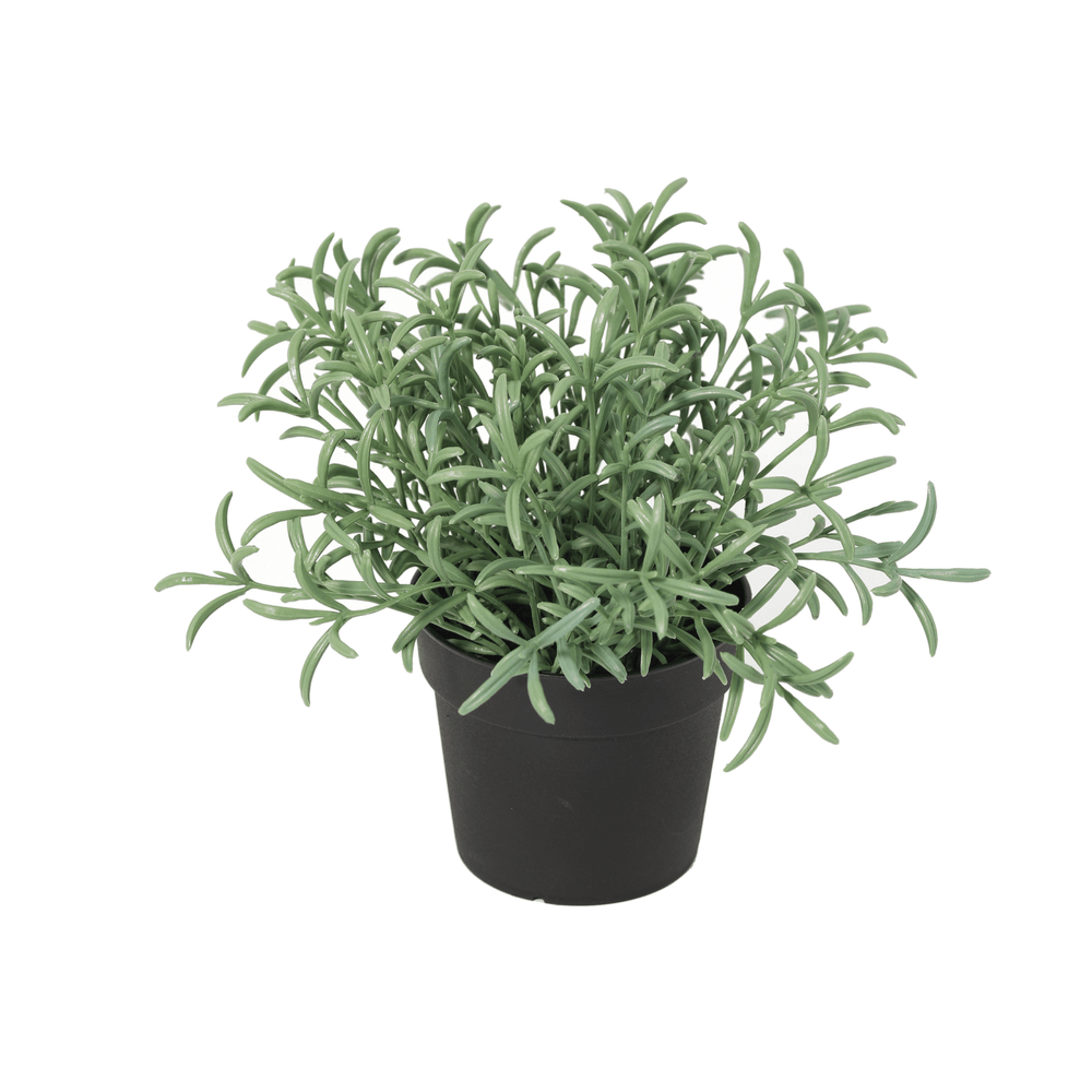 Helichrysum italicum - 18cm - ø9cm - plante artificielle