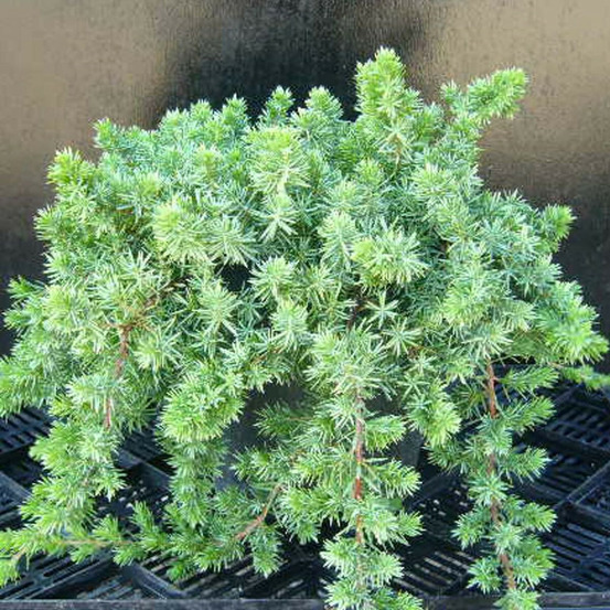Genévrier des plages blue pacific, juniperus pot de 3l - 20/40 cm