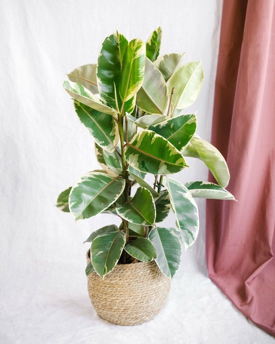 Grand ficus tineke h95cm 85cm - plante d'intérieur