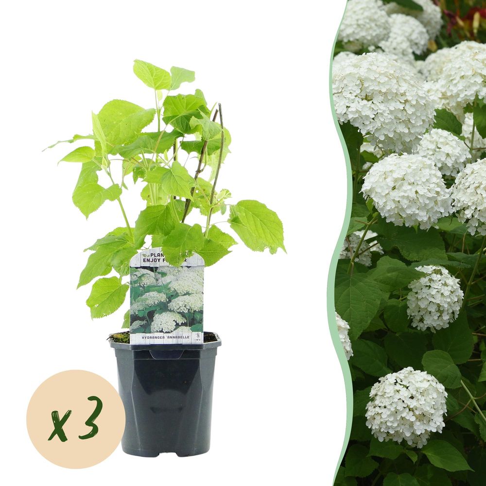Hortensia 'annabelle' - lot de 3 - pot 17 cm - hauteur 50 cm