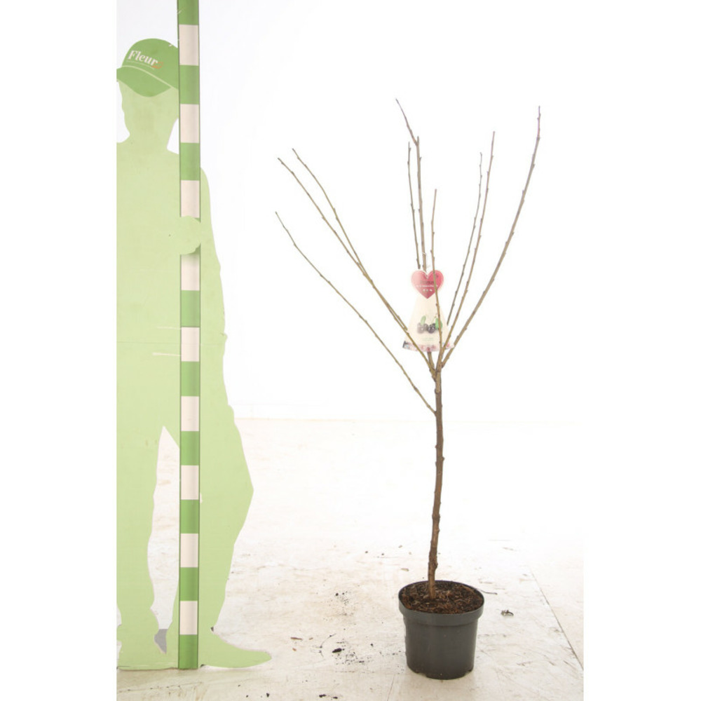 Cerisier bigarreau noir 120cm pot 7,5l - prunus avium